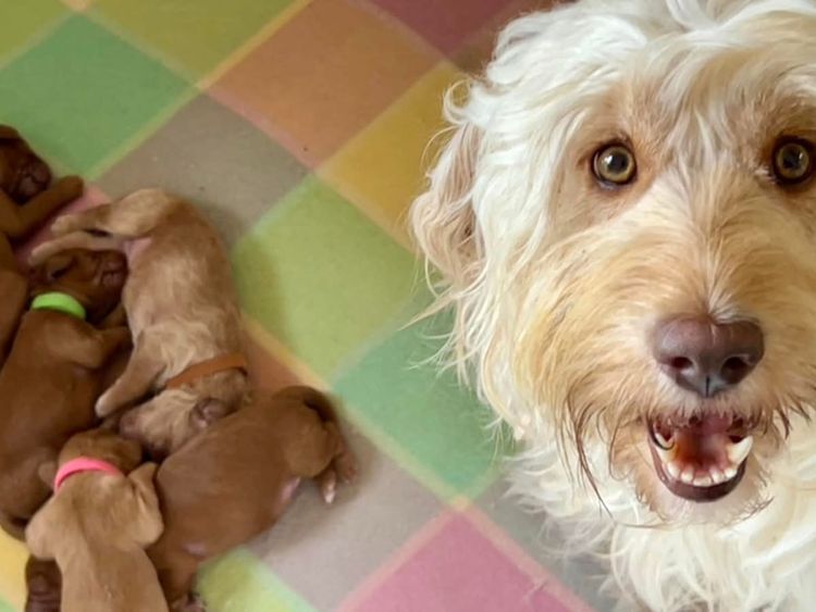 Homelytailmates Australian Cobberdogs