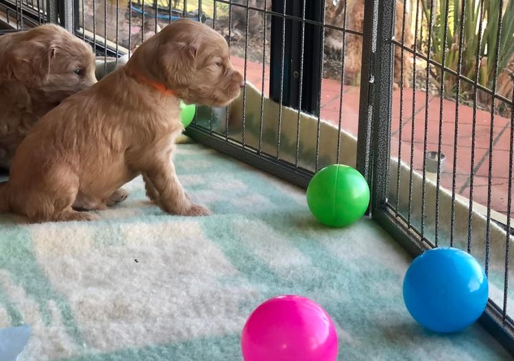 Homelytailmates Australian Cobberdogs