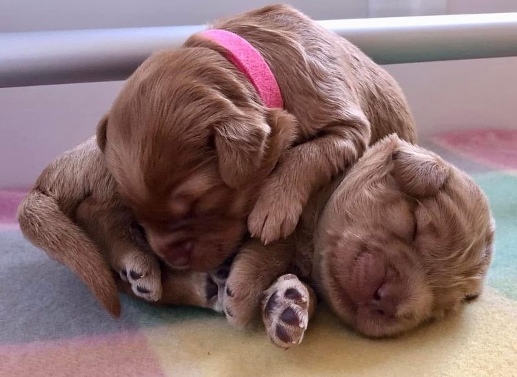 Homelytailmates Australian Cobberdogs