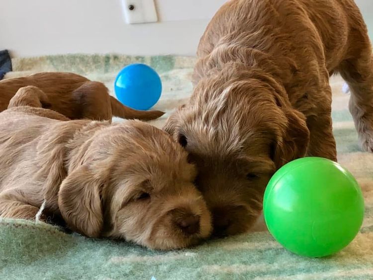Homelytailmates Australian Cobberdogs
