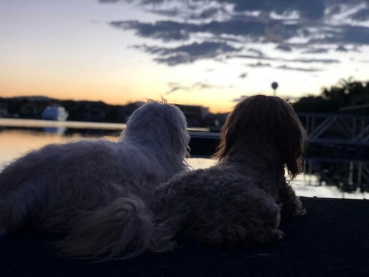 Homelytailmates Australian Cobberdogs