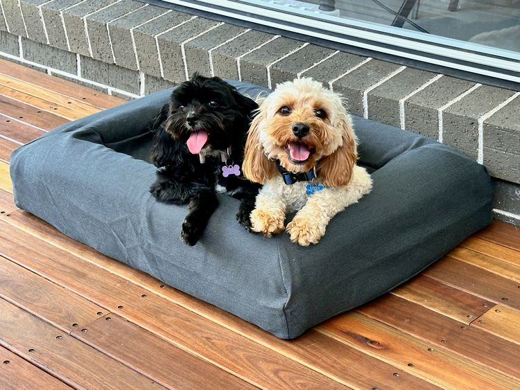 Rosi Cavoodles
