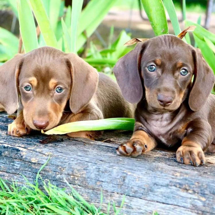 Mountview Park Dachshunds