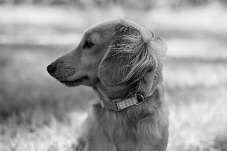 Mountview Park Dachshunds