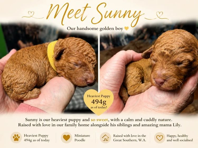 Moodles Poodles Great Southern Puppies