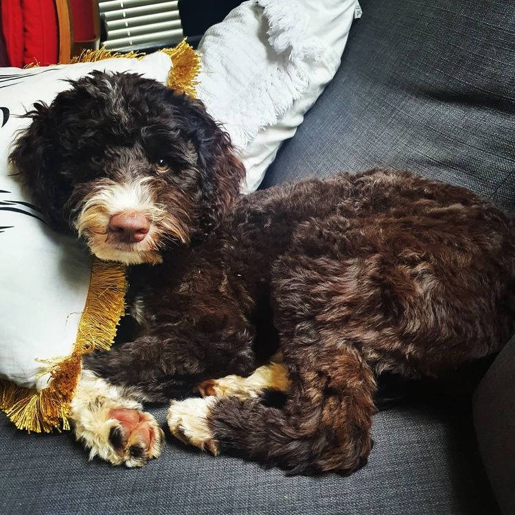Oodle Pups Labradoodles