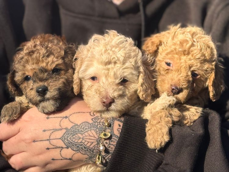 Bullistyc All Breedz - Cavoodles