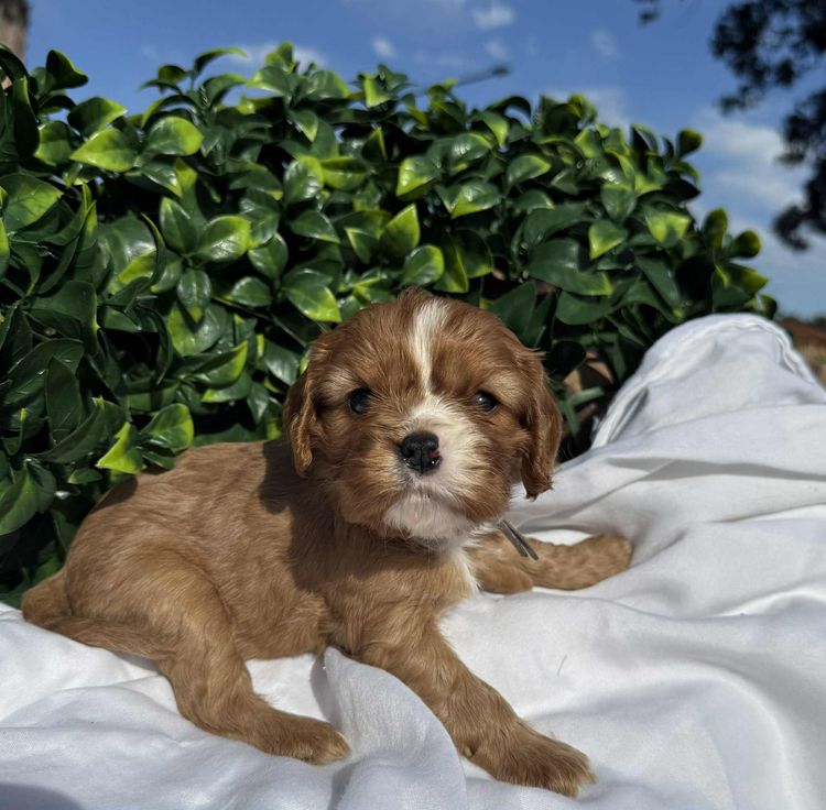 Sydney Cavalier King Charles Spaniels
