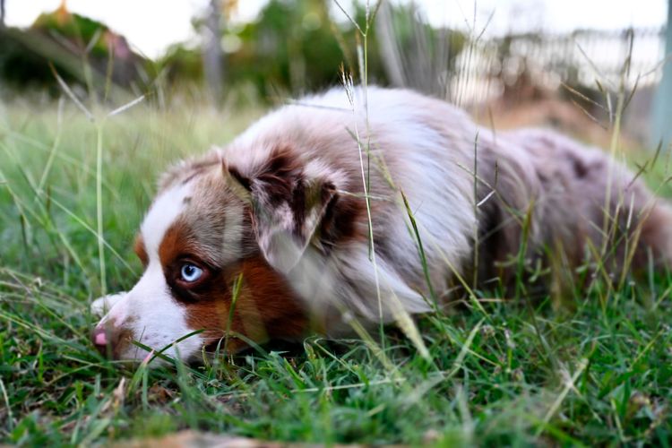 Solfull Miniature American Shepherds