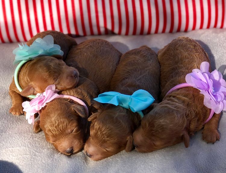 ‘Poodlicious Companions’  Miniature Poodles