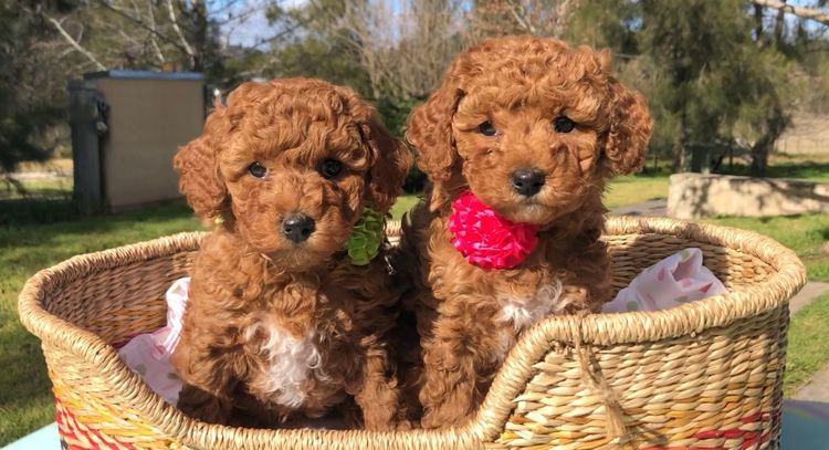 ‘Poodlicious Companions’  Miniature Poodles