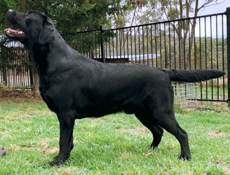 Aralbal Labradors