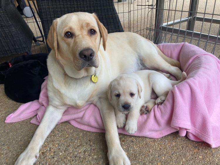 Aralbal Labradors