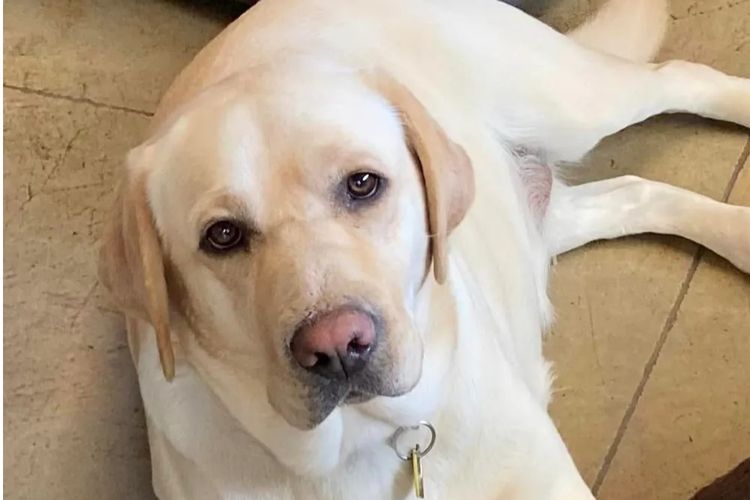 Aralbal Labradors