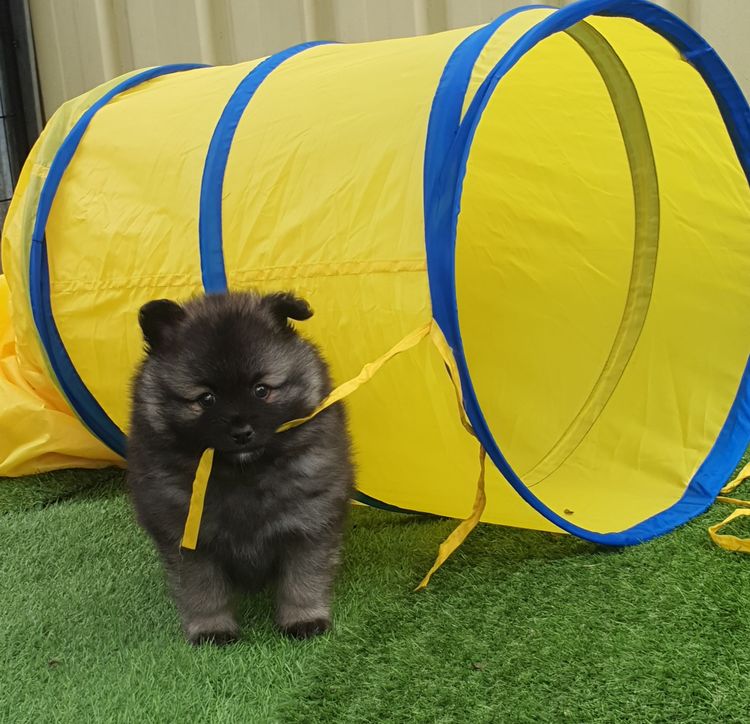 Borasus German Spitz