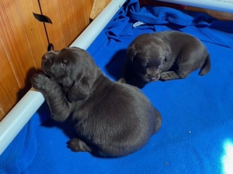 Dunglen Labradors