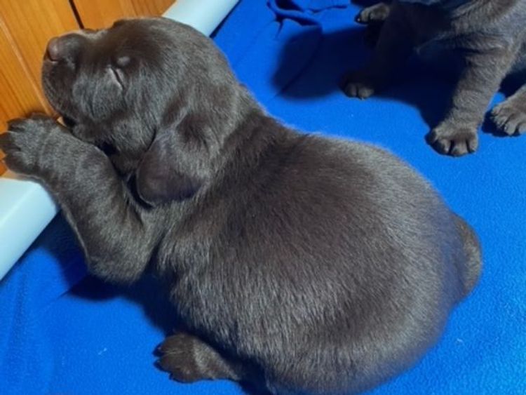 Dunglen Labradors