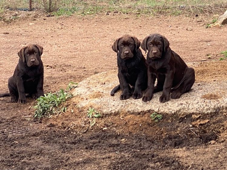 Dunglen Labradors