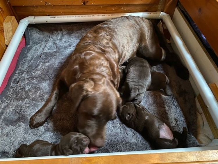 Dunglen Labradors