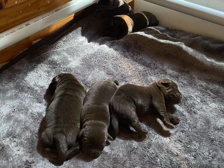 Dunglen Labradors