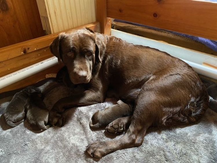 Dunglen Labradors