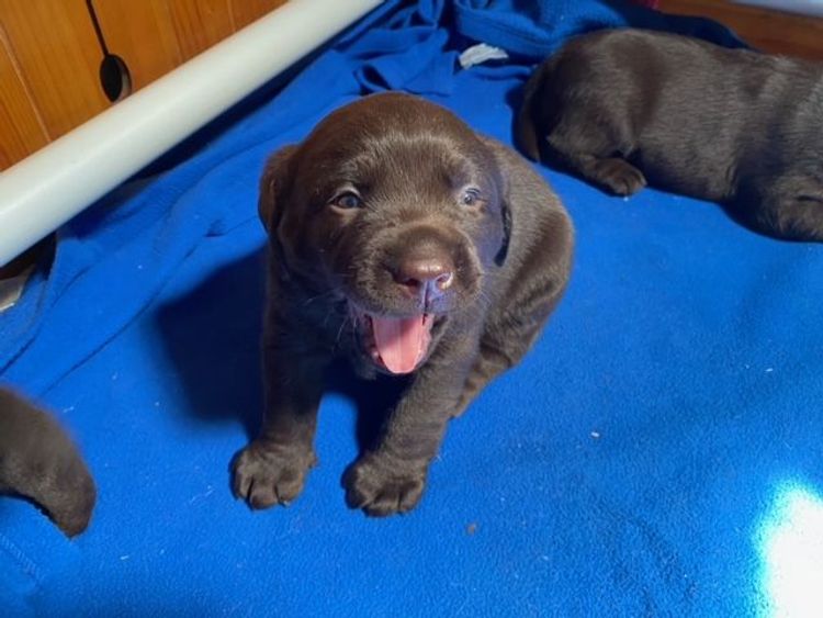 Dunglen Labradors