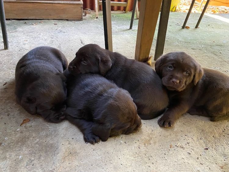 Dunglen Labradors
