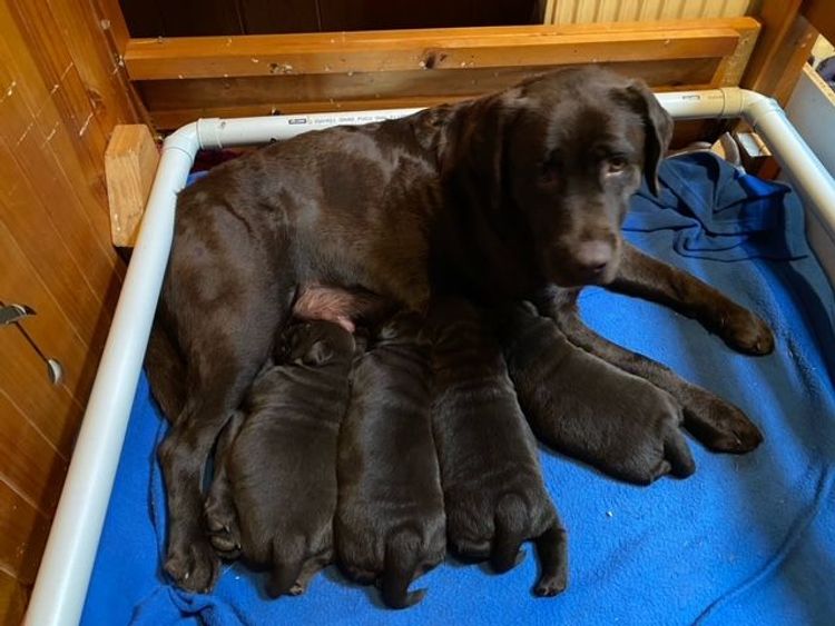 Dunglen Labradors