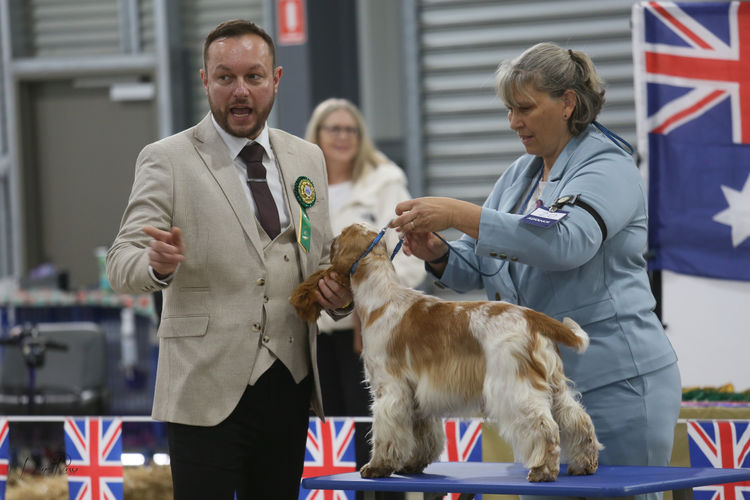Kapoint Cocker Spaniels (ANKC, Dogs Qld registered)