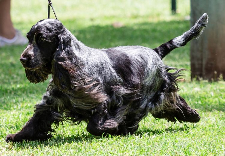 Kapoint Cocker Spaniels (ANKC, Dogs Qld registered)