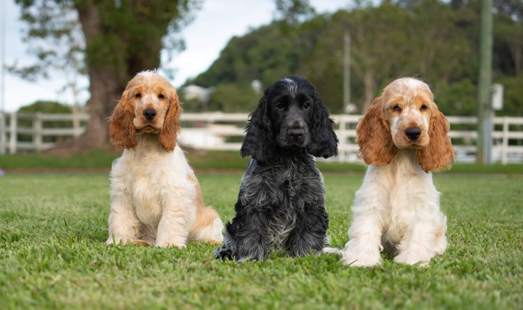 Kapoint Cocker Spaniels (ANKC, Dogs Qld registered)