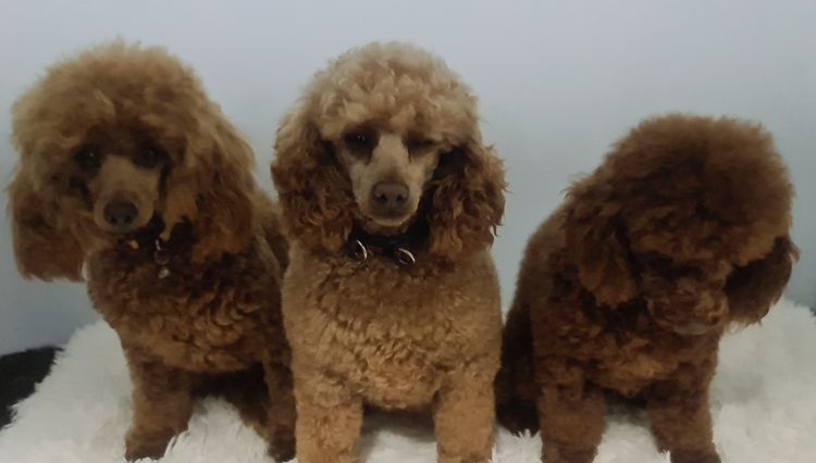 Little Blessing - Truyens Family - Toy Poodles