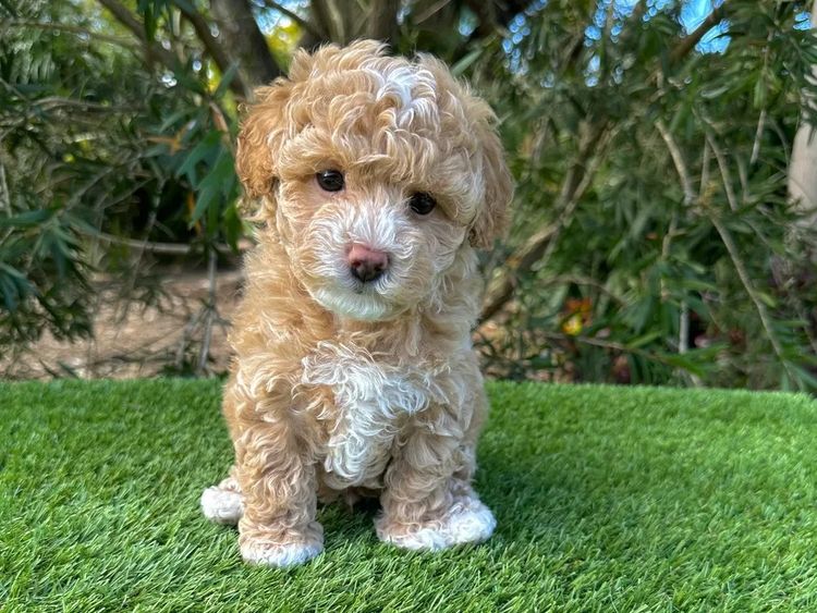 Wish Upon A Poodle - Toy Moodles