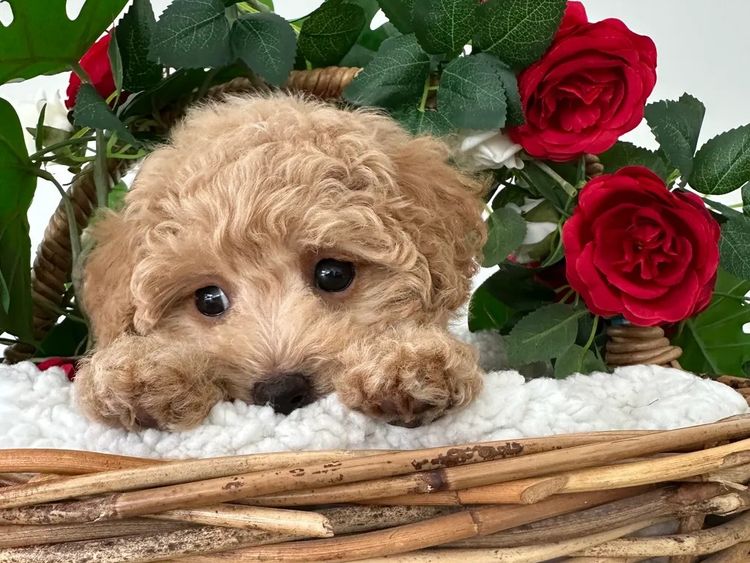 Wish Upon A Poodle - Toy Moodles