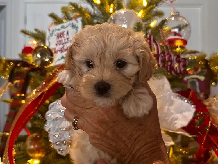 Wish Upon A Poodle - Toy Moodles