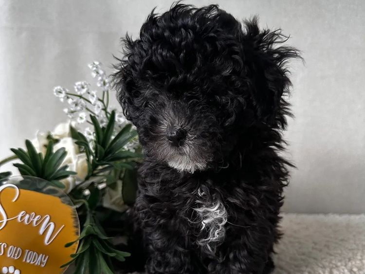 Wish Upon A Poodle - Toy Moodles