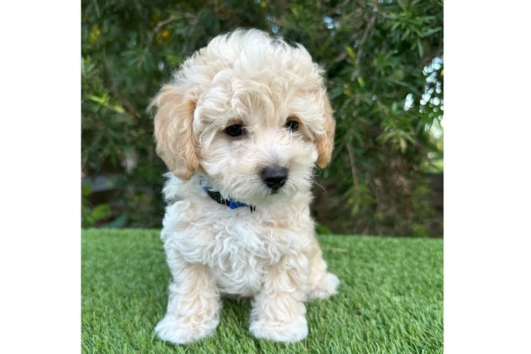 Wish Upon A Poodle - Toy Moodles