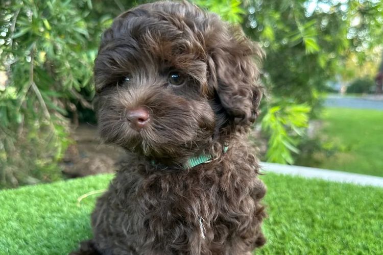 Wish Upon A Poodle - Toy Moodles