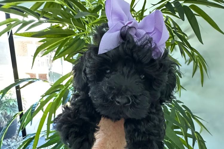 Wish Upon A Poodle - Toy Moodles