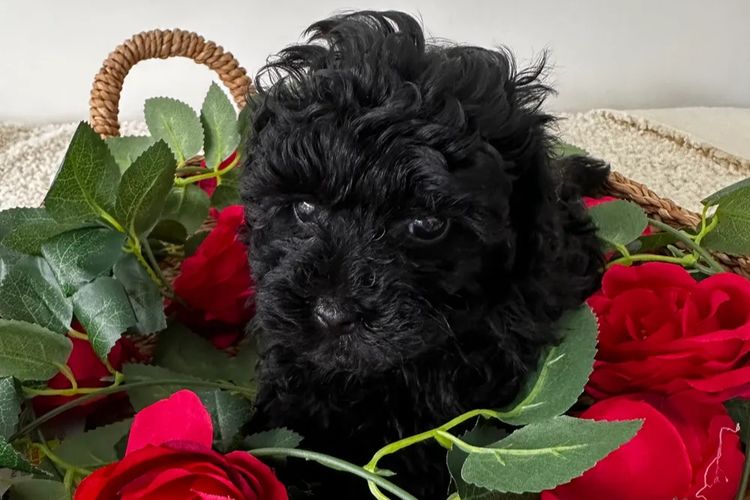 Wish Upon A Poodle - Toy Moodles