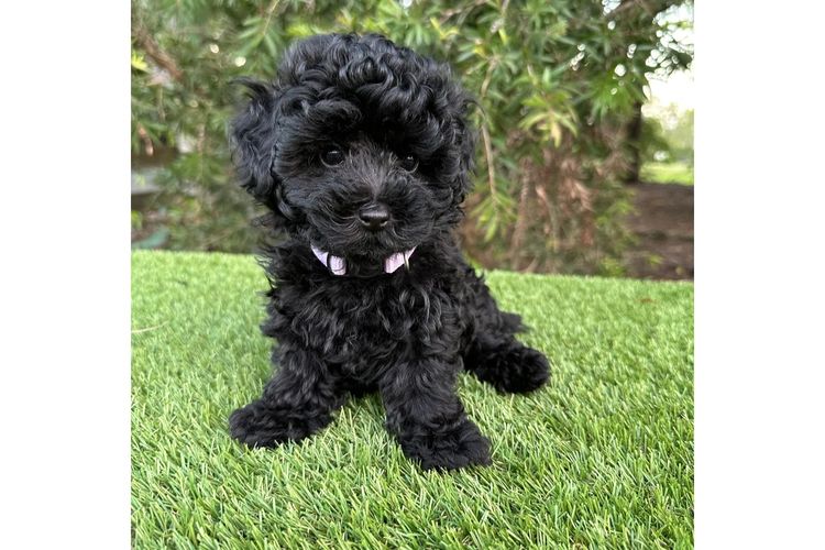 Wish Upon A Poodle - Toy Moodles