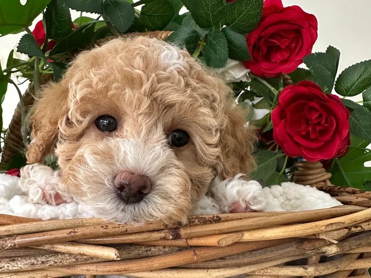 Wish Upon A Poodle - Toy Moodles