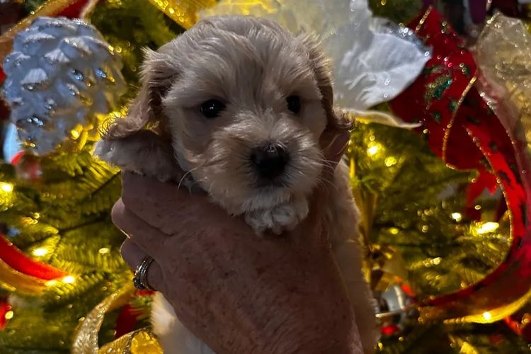 Wish Upon A Poodle - Toy Moodles