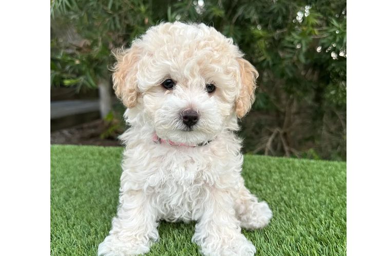 Wish Upon A Poodle - Toy Moodles