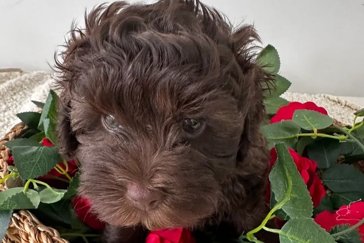 Wish Upon A Poodle - Toy Moodles