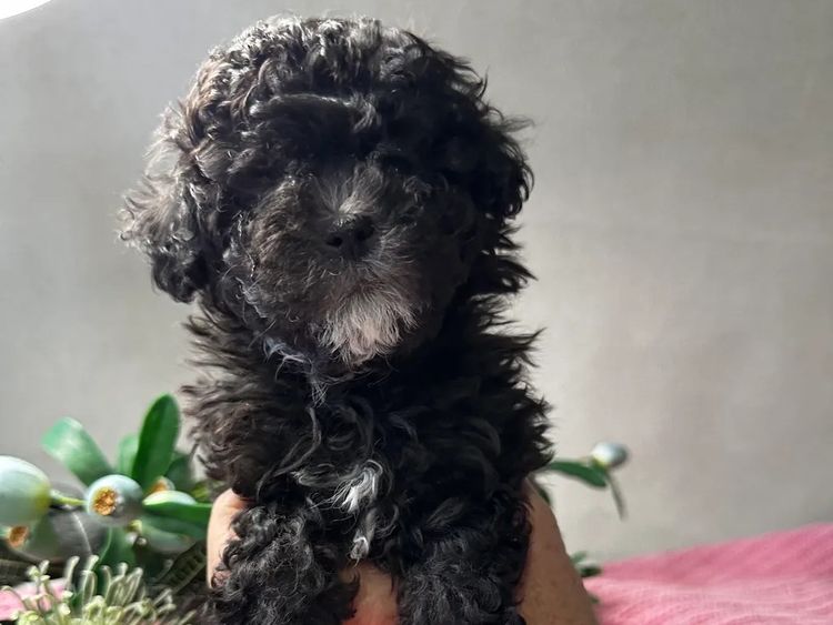 Wish Upon A Poodle - Toy Moodles