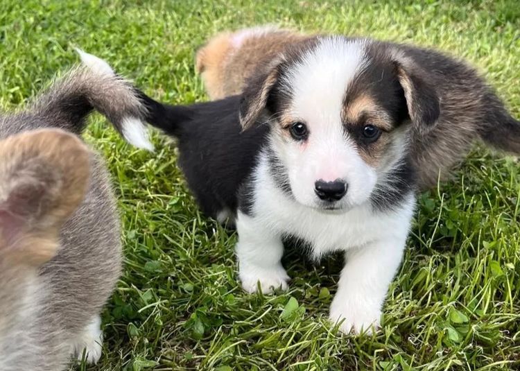 Wamphyri Pembroke Corgis