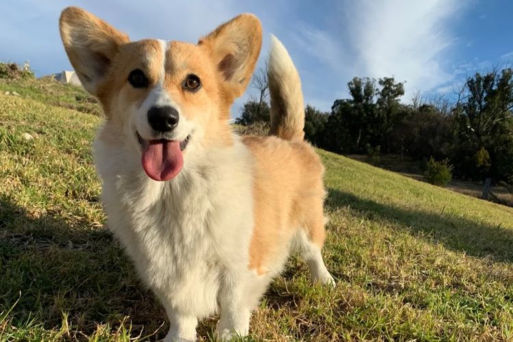 Wamphyri Pembroke Corgis