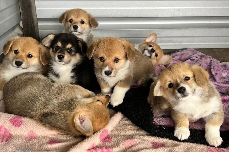 Wamphyri Pembroke Corgis