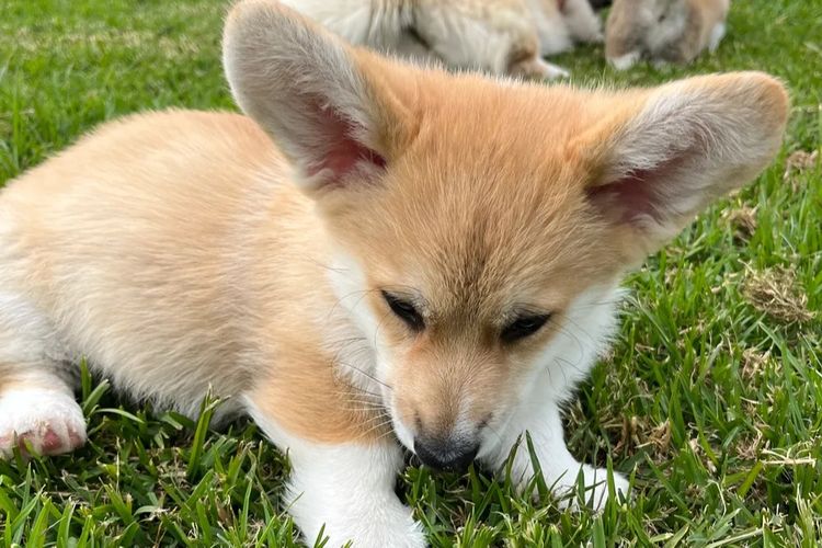 Wamphyri Pembroke Corgis